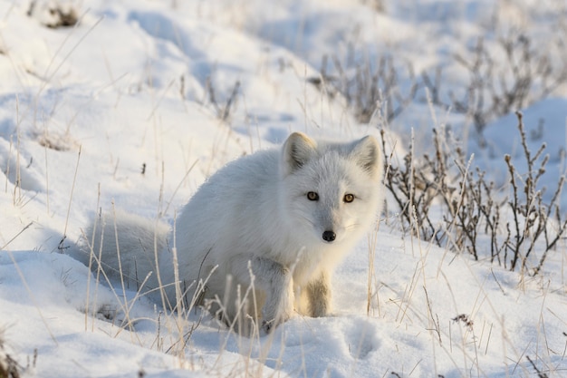 Zorro ártico en la tundra siberiana en invierno.