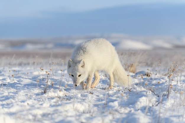 Zorro ártico en la tundra siberiana en invierno.