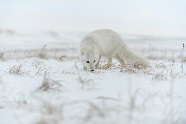 Zorro ártico en la tundra siberiana en invierno.