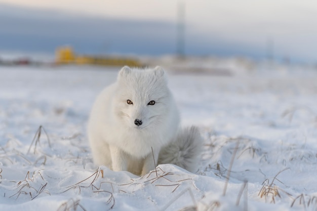 Zorro ártico (Vulpes Lagopus) en invierno en la tundra siberiana con antecedentes industriales.