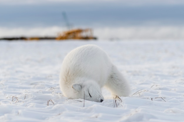 Zorro ártico (Vulpes Lagopus) en invierno en la tundra siberiana con antecedentes industriales.