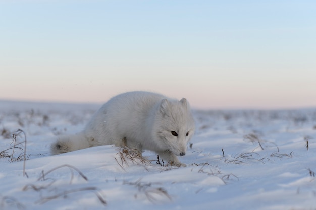 Zorro ártico (Vulpes Lagopus) en invierno en la tundra siberiana con antecedentes industriales.