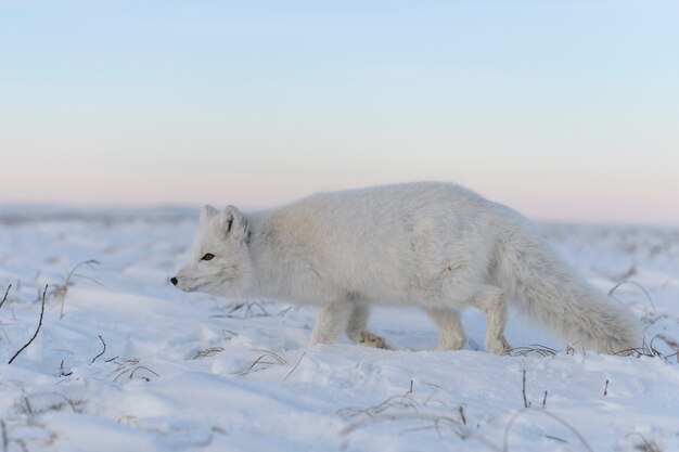 Zorro ártico (Vulpes Lagopus) en invierno en la tundra siberiana con antecedentes industriales.