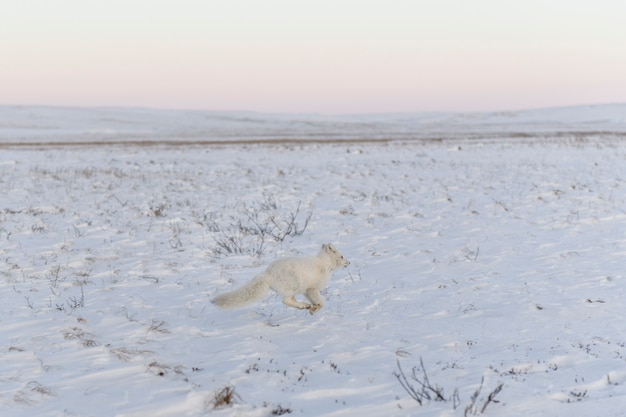 Zorro ártico (Vulpes Lagopus) en invierno en la tundra siberiana con antecedentes industriales.