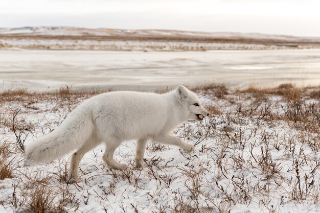 Zorro ártico (Vulpes lagopus) en invierno en la tundra siberiana