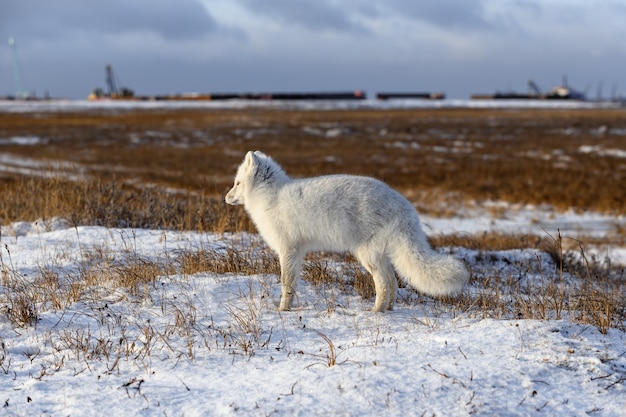 Zorro ártico (Vulpes lagopus) en invierno en la tundra siberiana