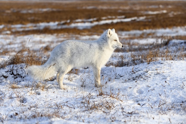 Zorro ártico Vulpes Lagopus en invierno en la tundra siberiana