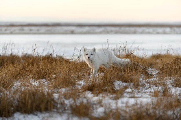 Zorro ártico Vulpes Lagopus en invierno en la tundra siberiana