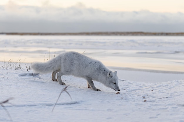 Foto el zorro ártico vulpes lagopus en invierno en la tundra siberiana