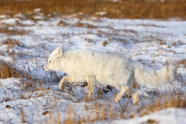 El zorro ártico Vulpes Lagopus en invierno en la tundra siberiana