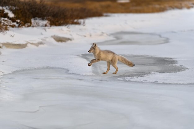 El zorro ártico Vulpes Lagopus en invierno en la tundra siberiana