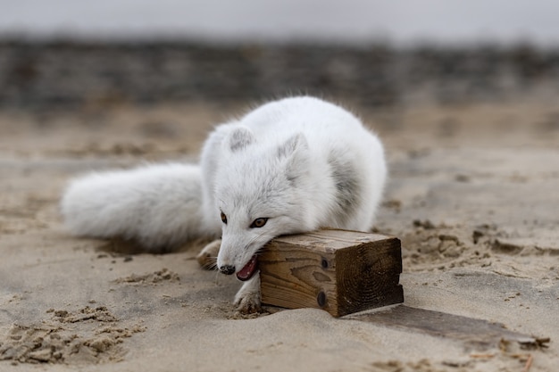 Zorro ártico (Vulpes Lagopus) en la tundra salvaje. Zorro ártico jugando con madera.