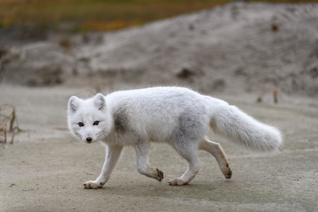 Zorro ártico (Vulpes Lagopus) en la tundra salvaje. Zorro ártico en la playa.