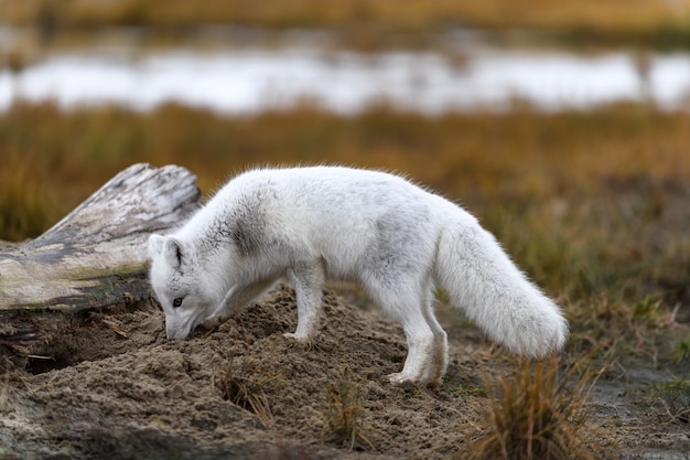 Zorro ártico (Vulpes Lagopus) en la tundra salvaje. Zorro ártico en la playa.