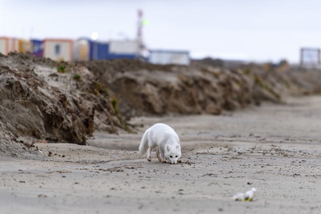 Zorro ártico (Vulpes Lagopus) en la tundra salvaje. Zorro ártico en la playa.