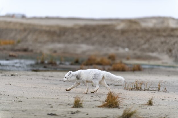 Zorro ártico (Vulpes Lagopus) en la tundra salvaje. Zorro ártico en la playa.