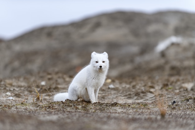 Zorro ártico (Vulpes Lagopus) en la tundra salvaje. Zorro ártico en la playa.