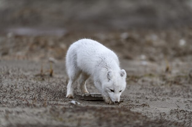 Zorro ártico (Vulpes Lagopus) en la tundra salvaje. Zorro ártico en la playa.