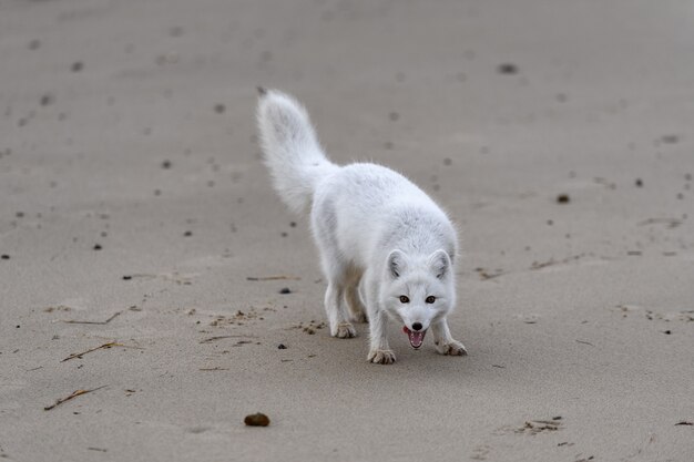 Zorro ártico (Vulpes Lagopus) en la tundra salvaje. Zorro ártico en la playa.