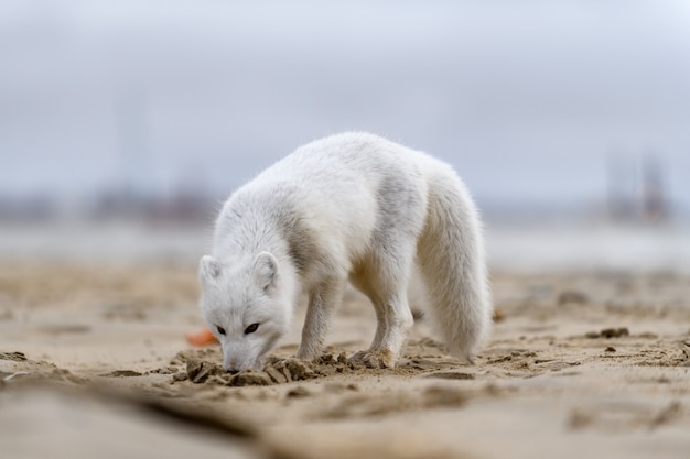 Zorro ártico (Vulpes Lagopus) en la tundra salvaje. Zorro ártico en la playa.