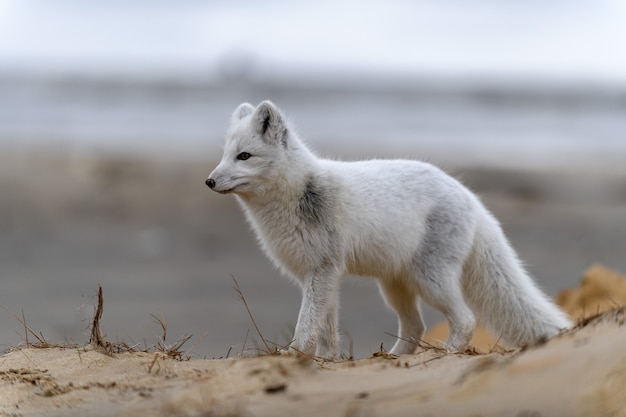 Zorro ártico (Vulpes Lagopus) en la tundra salvaje. Zorro ártico en la playa.