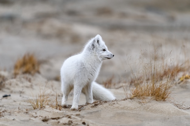 Zorro ártico (Vulpes Lagopus) en la tundra salvaje. Zorro ártico en la playa.