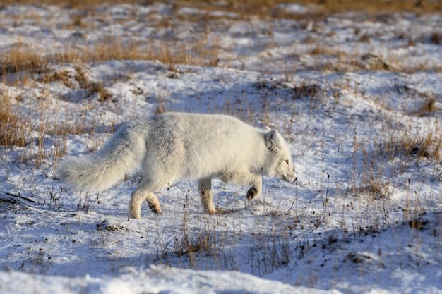 Zorro ártico Vulpes Lagopus en la tundra salvaje Zorro ártico en la playa