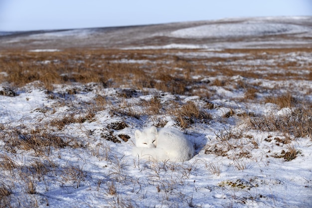 Foto el zorro ártico vulpes lagopus en la tundra salvaje el zorro ártico yaciendo durmiendo en la tundра