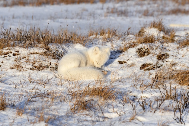 Foto el zorro ártico vulpes lagopus en la tundra salvaje el zorro ártico yaciendo durmiendo en la tundра