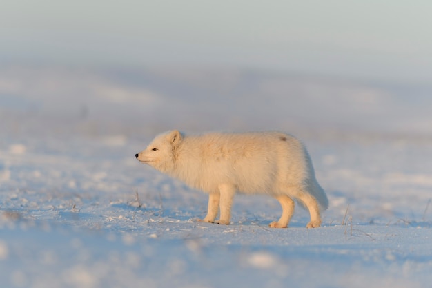 Zorro ártico (Vulpes Lagopus) en la tundra wilde al atardecer. Hora dorada.