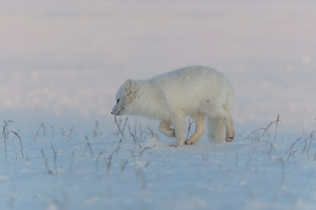 Zorro ártico (Vulpes Lagopus) en la tundra wilde al atardecer. Hora dorada.