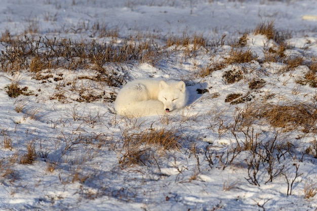 Zorro ártico (Vulpes Lagopus) en la tundra wilde. Zorro ártico acostado. Durmiendo en la tundra.