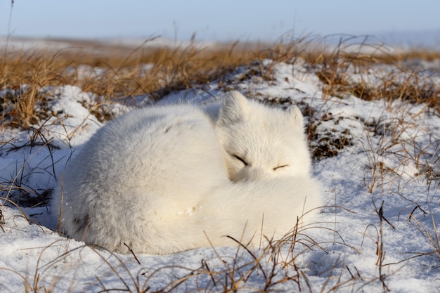 Zorro ártico (Vulpes Lagopus) en la tundra wilde. Zorro ártico acostado. Durmiendo en la tundra.