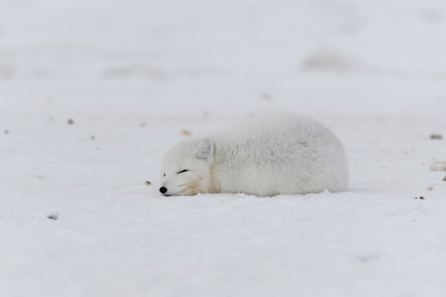 Zorro ártico (Vulpes Lagopus) en la tundra wilde. Zorro ártico acostado. Durmiendo en la tundra.