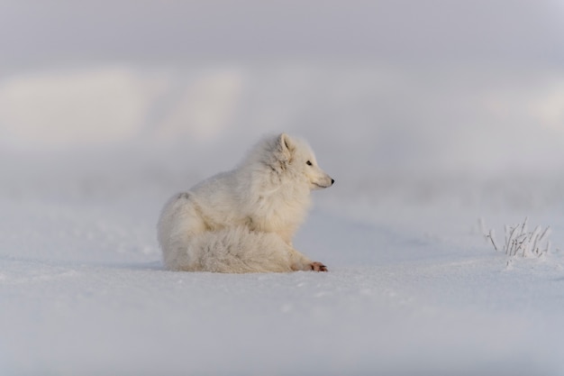 Zorro ártico (Vulpes Lagopus) en la tundra wilde. Zorro ártico acostado. Durmiendo en la tundra.