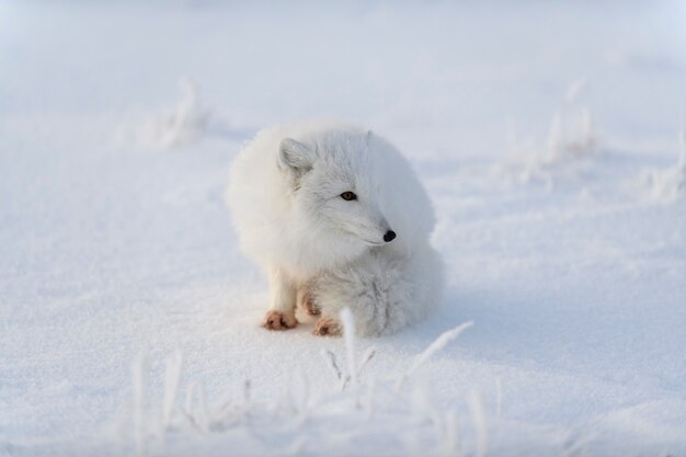 Zorro ártico (Vulpes Lagopus) en la tundra wilde. Zorro ártico acostado. Durmiendo en la tundra.