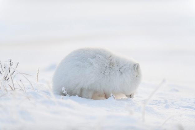 Zorro ártico (Vulpes Lagopus) en la tundra wilde. Zorro ártico acostado. Durmiendo en la tundra.