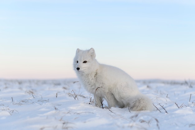 Zorro ártico (Vulpes Lagopus) en la tundra wilde. Zorro ártico blanco sentado.