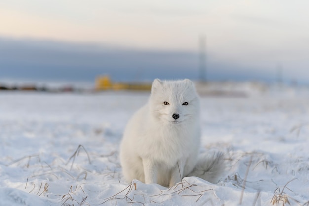 Zorro ártico (Vulpes Lagopus) en la tundra wilde. Zorro ártico blanco sentado.