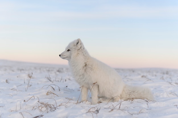 Zorro ártico (Vulpes Lagopus) en la tundra wilde. Zorro ártico blanco sentado.