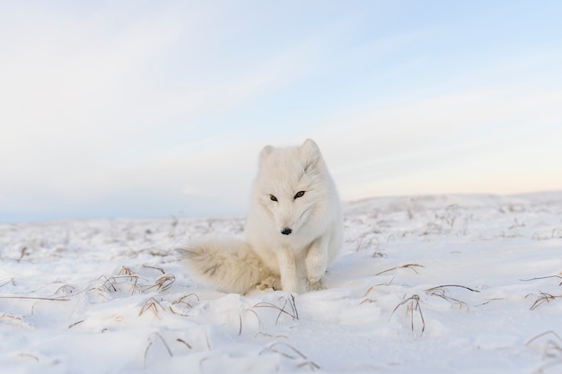 Zorro ártico (Vulpes Lagopus) en la tundra wilde. Zorro ártico blanco sentado.