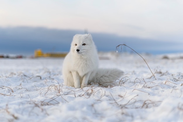 Zorro ártico (Vulpes Lagopus) en la tundra wilde. Zorro ártico blanco sentado.