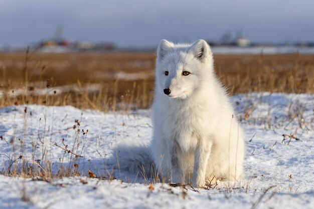 Zorro ártico (Vulpes Lagopus) en la tundra wilde. Zorro ártico sentado.