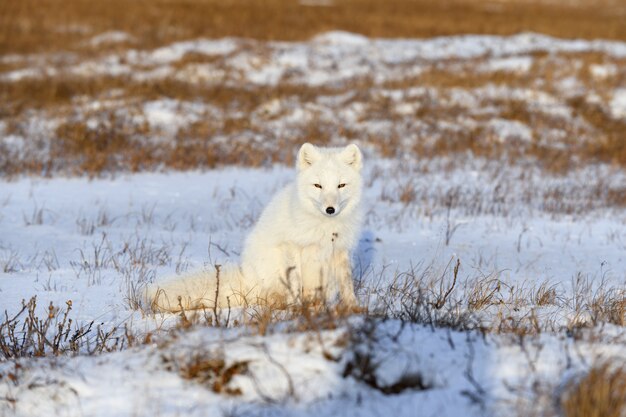 Zorro ártico (Vulpes Lagopus) en la tundra wilde. Zorro ártico sentado.