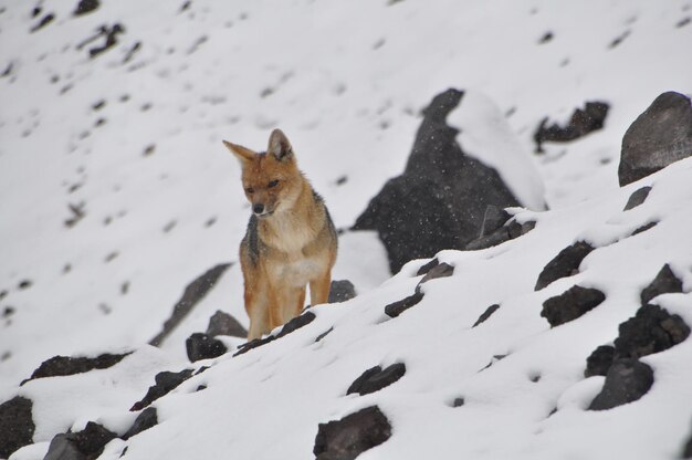 Foto el zorro en el campo cubierto de nieve