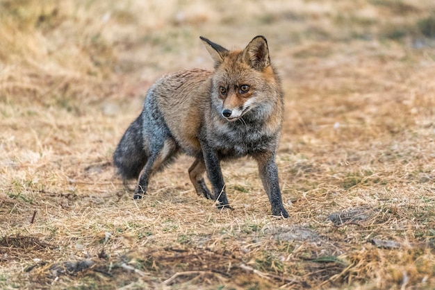 El zorro en el campo de hierba