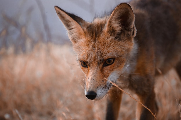 Zorro español (vulpes vulpes)