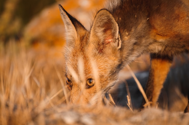 Foto zorro español (vulpes vulpes)