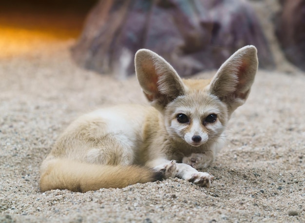 El zorro fennec Vulpes zerda es un pequeño zorro del Sáhara