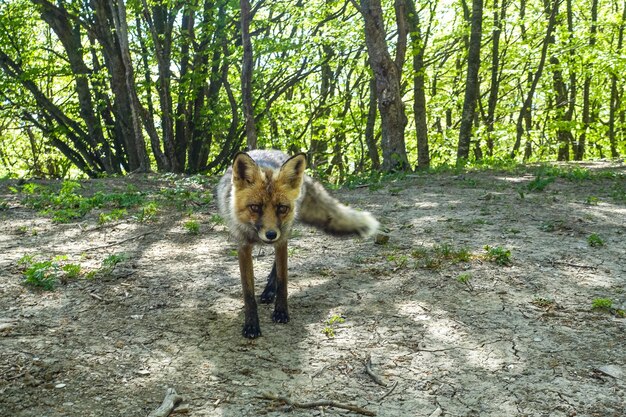 Un zorro gris con ojos marrones en las montañas de Crimea La matriz Demerji Mayo de 2021 Rusia